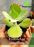 Cód. 402 - Kalanchoe longiflora P09