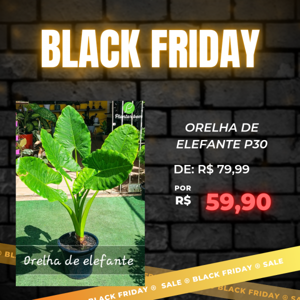 1Cod. 758 - Alocasia orelha de elefante P30