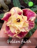 Cod. 339 - Rosa do deserto - Golden faith