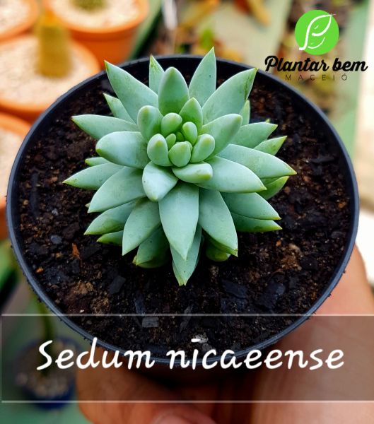 Cod. 456 - sedum nicaeense