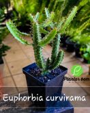 Cod. 520 - Euphorbia curvirama P12