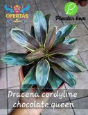 1Cod. 593 - Dracena cordilyne chocolate queen P15