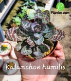 Cod. 735 - Kalanchoe humilis P11