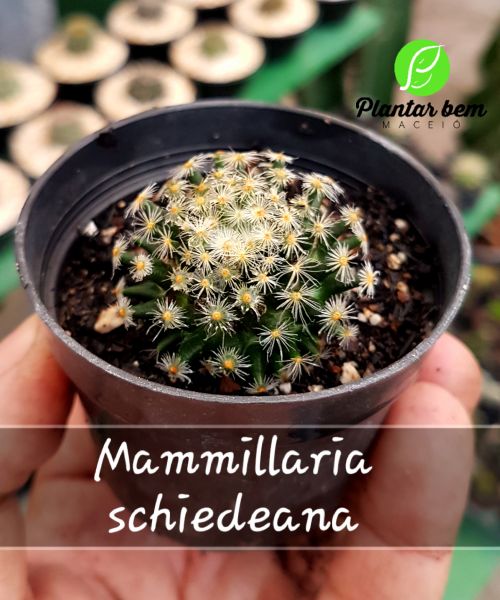 Cod. 190 - Mammillaria schiedeana P07