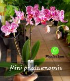 Cod. 335 - Orquídea mini phalaenopsis - roxo com branco