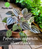 Cod. 139 - Peperomia caperata silver ripple c13