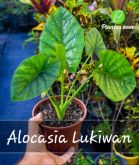 Cod. 756 - Alocasia Lukiwan P15