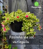 Cod. 769 - Rosinha de sol variegata - rosa C21