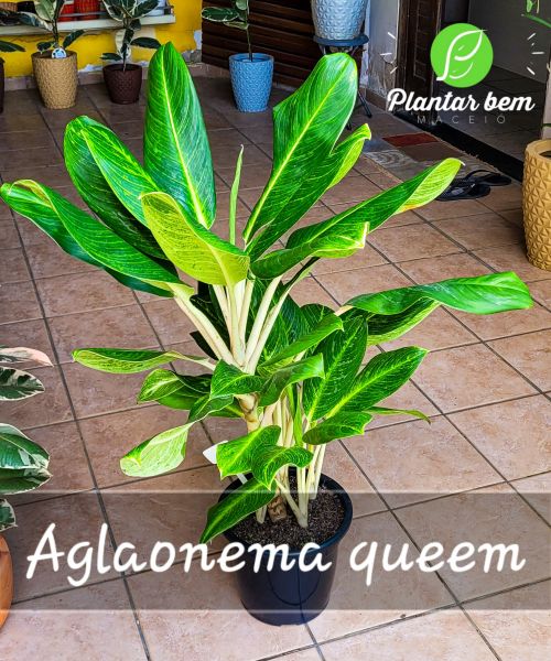 Cod. 302 - Aglaonema queem P30