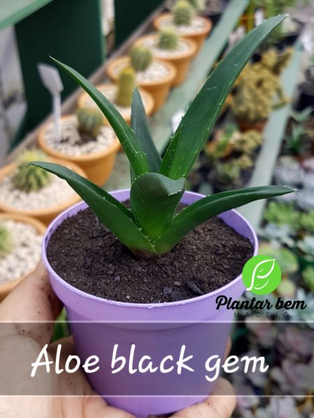 Cod. 470 - Aloe black gem P09