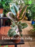 Cod. 182 - Ficus elástica Ruby P17