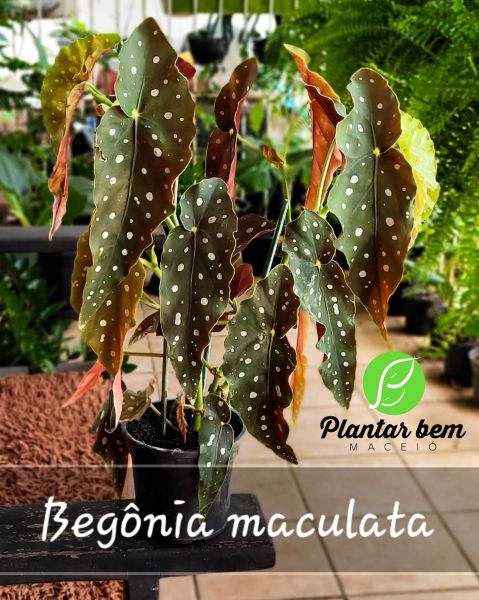 Cod. 016 - Begônia maculata