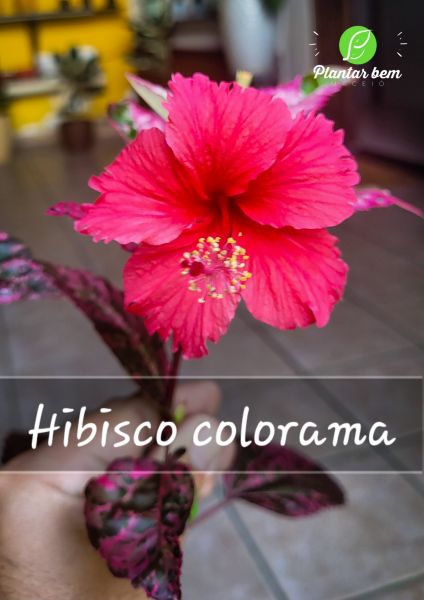 cod. 738 - Hibisco colorama P20