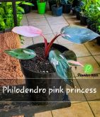 Cod. 568 - Philodendro pink princess P17