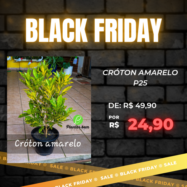 1Cod. 068 - Croton amarelo P25