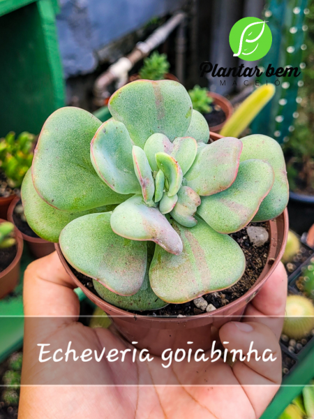 Cod. 607 - Echeveria goiabinha P11