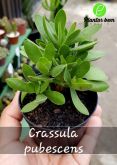 Cod. 602 - crassula pubescens P09