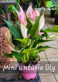 Cod. 011 - Mini antúrio Lily P09