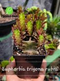 Cod. 521 - Euphorbia trigona rubra P12