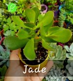 Cod. 462 -  Jade (Crassula ovata)
