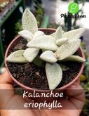 Cód. 435 - Kalanchoe Eriophylla P11