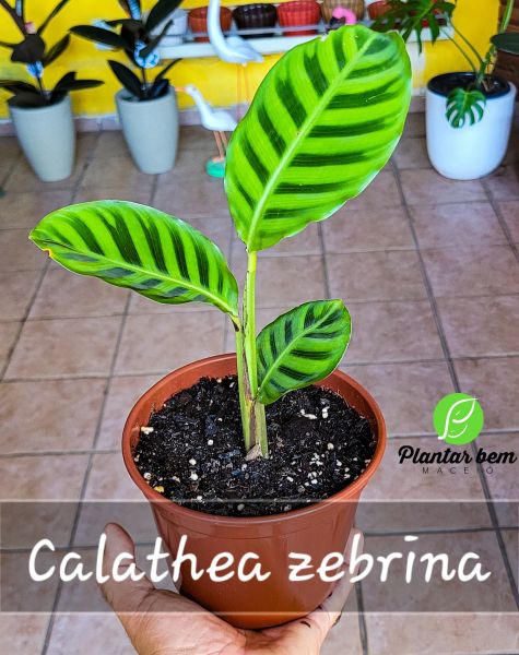 Cod. 749 - Calathea zebrina P15