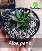 Cod. 218 - Aloe pepe P11