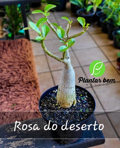 Cod. 003 - Rosa do deserto P14