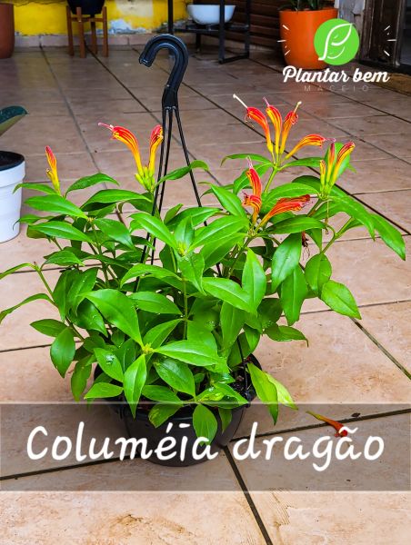 Cod. 789 - Columéia Dragão C21