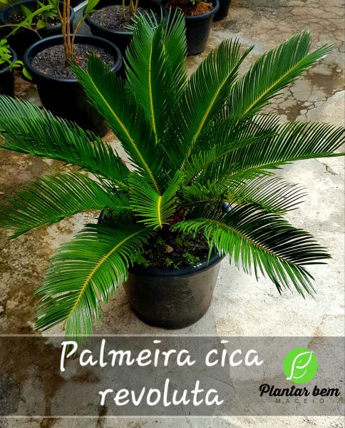 Cod. 059 - Palmeira cica revoluta