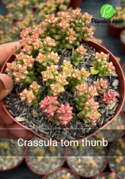 Cod. 605 - Crassula tom thumb P11