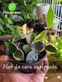 Cod. 699 - Flor de cera variegata C13