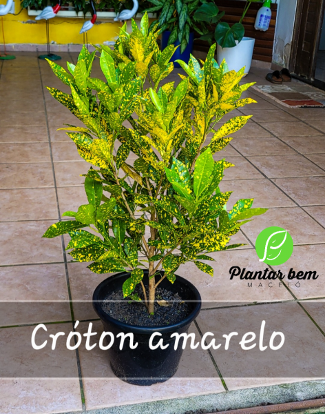 Cod. 068 - Croton amarelo P25
