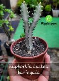 Cod. 491 - Euphorbia Lactea Variegata P12