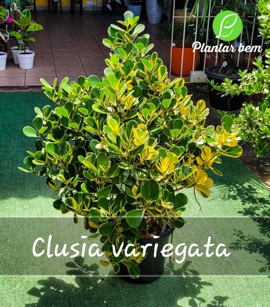 Cod. 569 - Clusia variegata P30