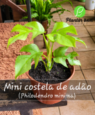Cod. 674 - Mini costela de Adão (Philodendro minima) P15