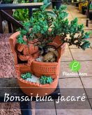 Cod. 011 -Bonsai de tuia Jacaré