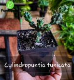 Cod. 572 - Cylindropuntia tunicata P12