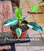 Cod. 053 - Philodendron white princess P15