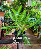 Cod. 619 -  Aglaonema Silver bay P27