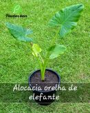 Cod. 686 - Alocasia orelha de elefante P25