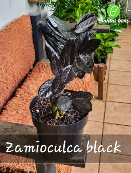 Cod. 081 - Zamioculca black P17