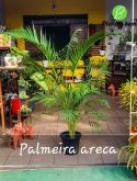 Cod. 063 - Palmeira Areca