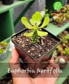 Cod. 506 - Euphorbia Neriifolia