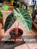 Cod. 728 - Alocasia pink dragon  P15