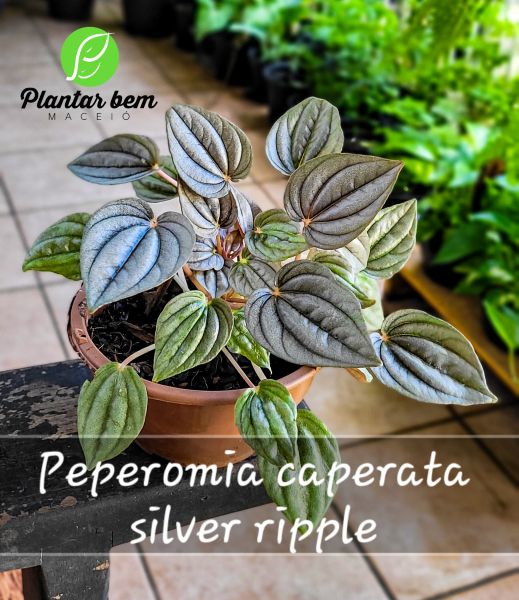 Cod. 133 - Peperomia caperata silver ripple c13