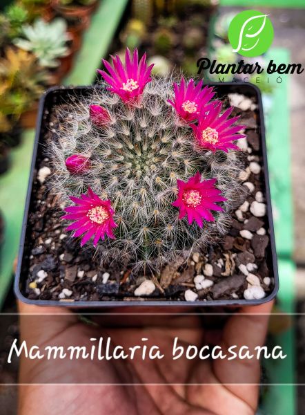 Cod. 526 - Mammillaria bocasana P12