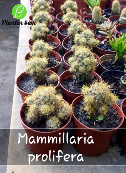 Cod. 452 - Mammillaria prolifera espinho amarelo P06