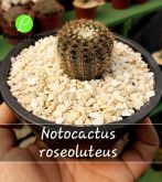 Cod. 241 - Notocactus roseoluteus C13