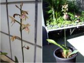 Cod. 179 - Orquídea - Oceoclades maculata